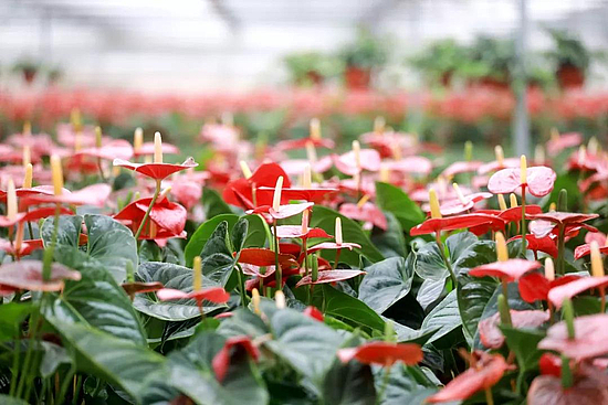 微信图片_20190319101102.jpg 微信图片_20190319101102.jpg