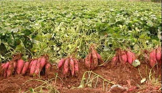 微信图片_20191114163238.jpg 微信图片_20191114163238.jpg