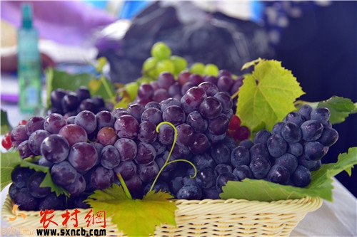 香甜可口的夏黑葡萄