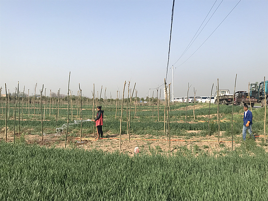 花卉苗木产业 (1).jpg