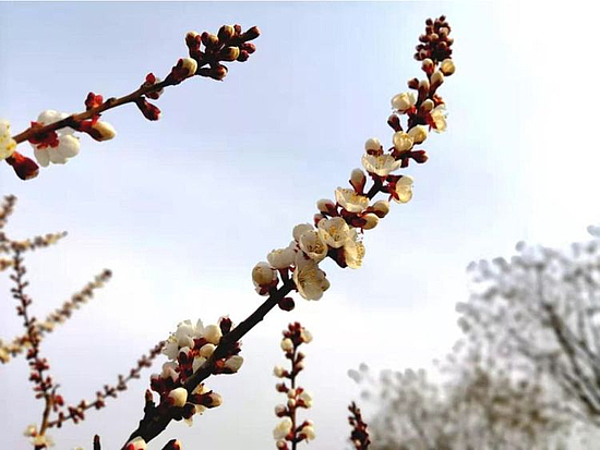 微信图片_20190329160345.jpg 微信图片_20190329160345.jpg