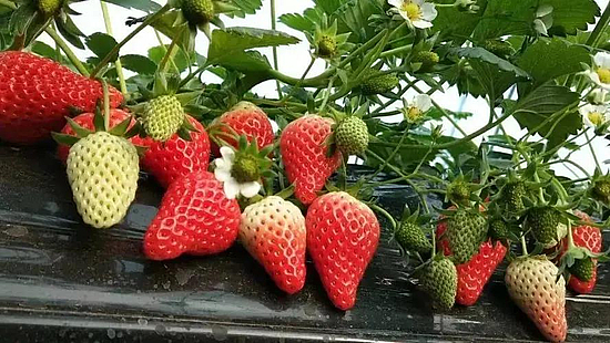 微信图片_20210126153103.jpg 微信图片_20210126153103.jpg